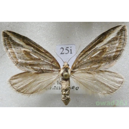 Chesias legatella (Denis & Schiffermüller, 1775) Czech25i
